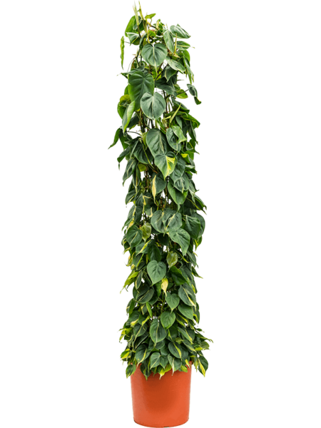 Philodendron Scandens 'Brasil'