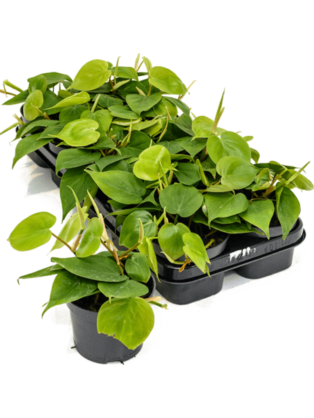 Philodendron Scandens 10 / Bandeja