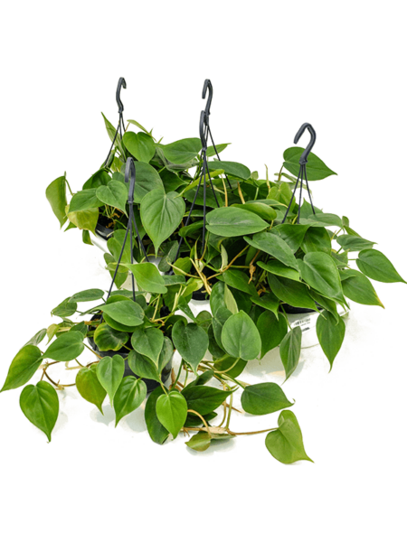 Philodendron Scandens 4 / Bandeja