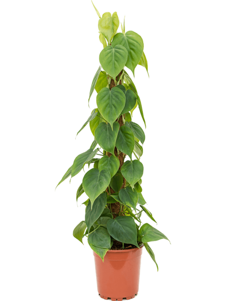 Philodendron Scandens