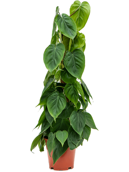 Philodendron Scandens