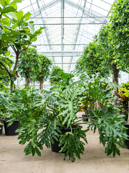 Philodendron Selloum
