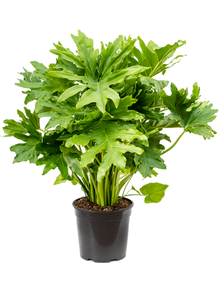 Philodendron Selloum