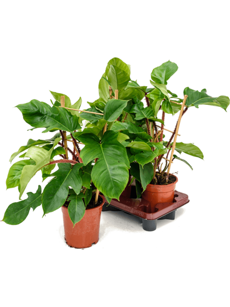 Philodendron Squamiferum 2 / Bandeja
