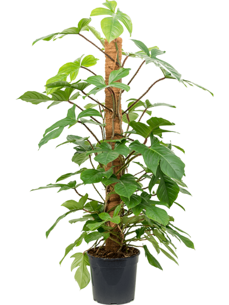 Philodendron squamiferum