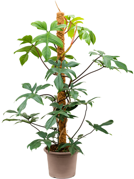 Philodendron squamiferum