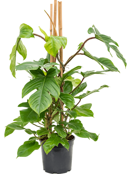 Philodendron squamiferum