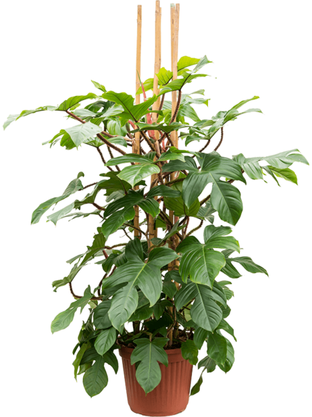 Philodendron squamiferum
