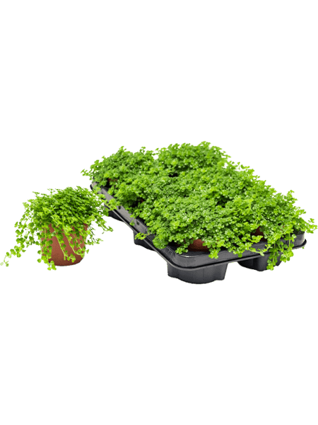 Pilea rápidamente 8 / Bandeja
