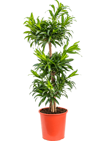 Pleomele (Dracaena) Reflexa 'Song of Jamaica'
