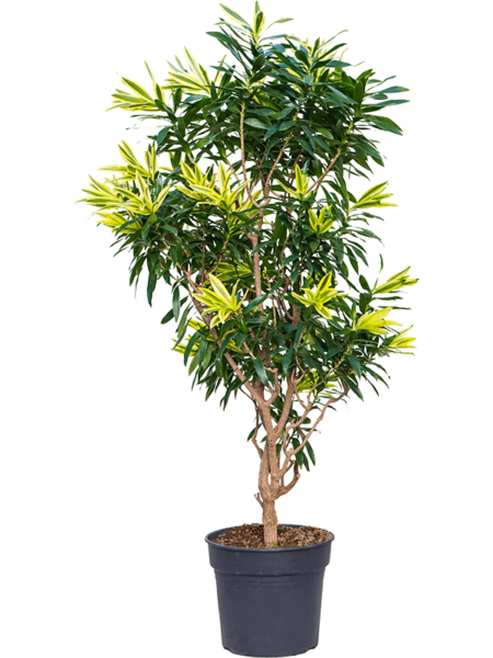 Pleomele (Dracaena) Reflexa 'Song of Sri Lanka'