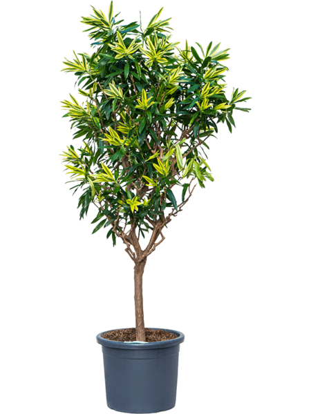 Pleomele (Dracaena) Reflexa 'Song of Sri Lanka'