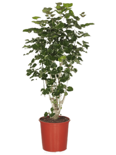 Aralia (Polyscias) 'Balfouriana'