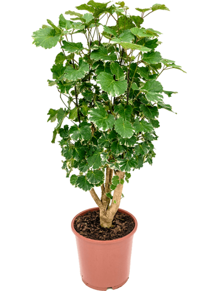 Aralia (Polyscias) 'Balfouriana'