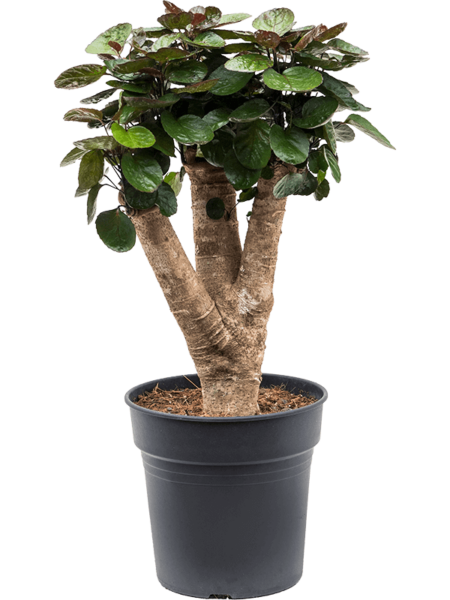 Aralia (Polyscias) 'Fabian'