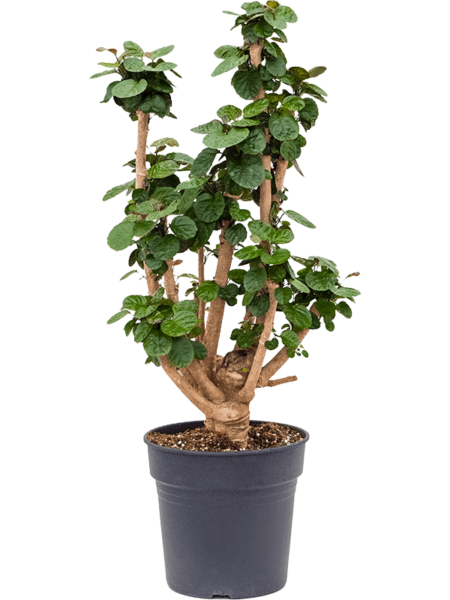 Aralia (Polyscias) 'Fabian'