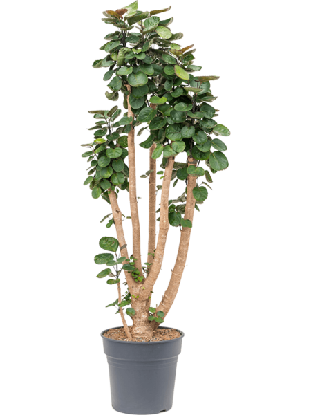 Aralia (Polyscias) 'Fabian'