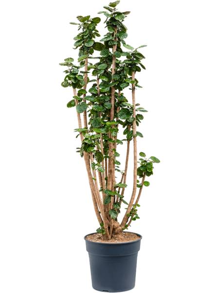 Aralia (Polyscias) 'Fabian'