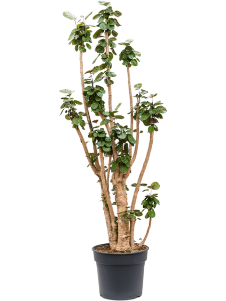 Aralia (Polyscias) 'Fabian'