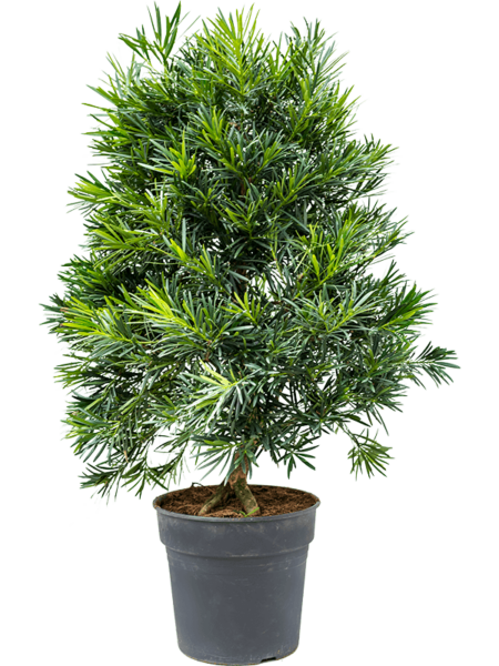 Podocarpus macrophyllus