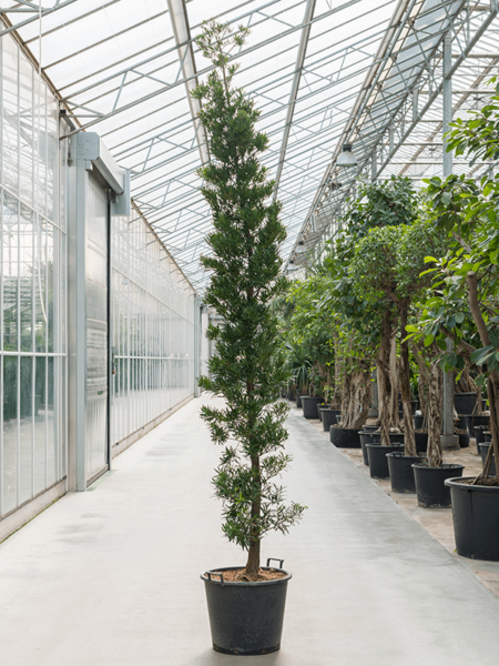 Podocarpus macrophyllus