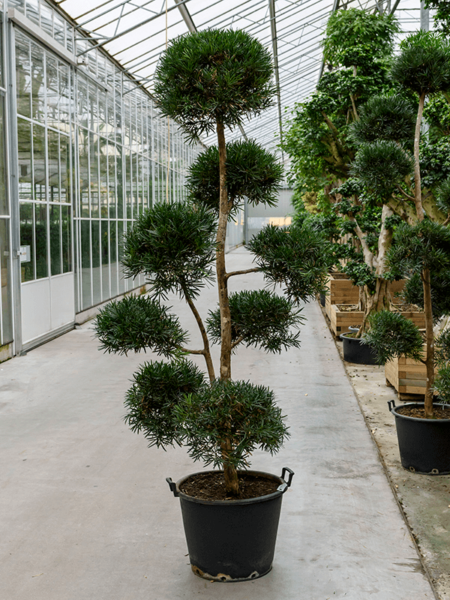 Podocarpus macrophyllus