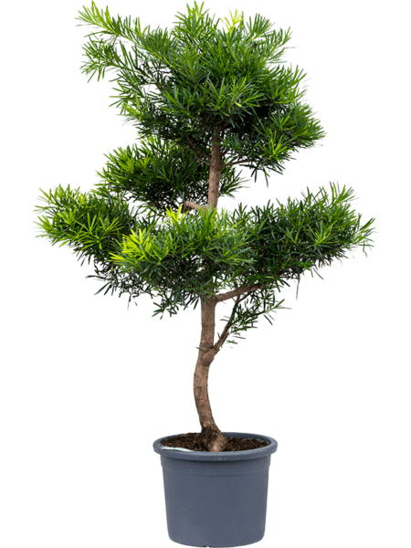 Podocarpus macrophyllus