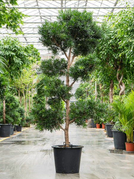 Podocarpus macrophyllus