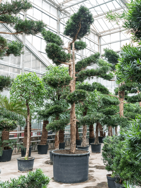 Podocarpus macrophyllus