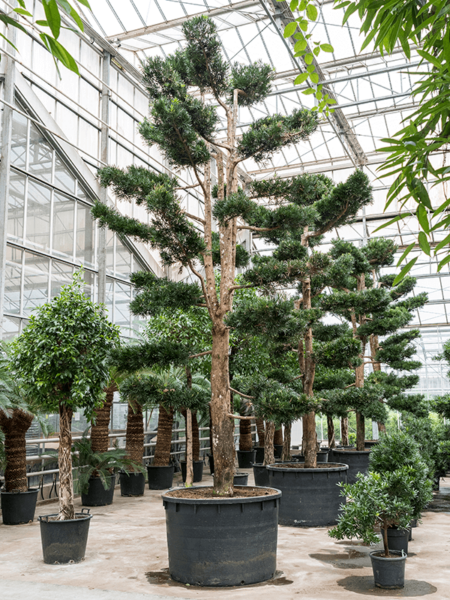 Podocarpus macrophyllus