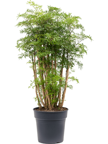 Aralia (Polyscias) 'Ming'