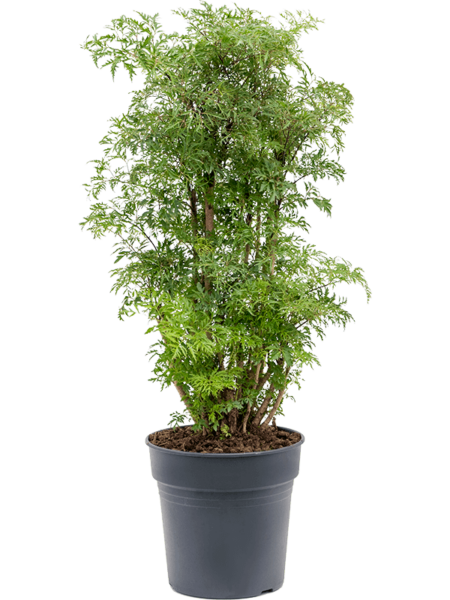 Aralia (Polyscias) 'Ming'