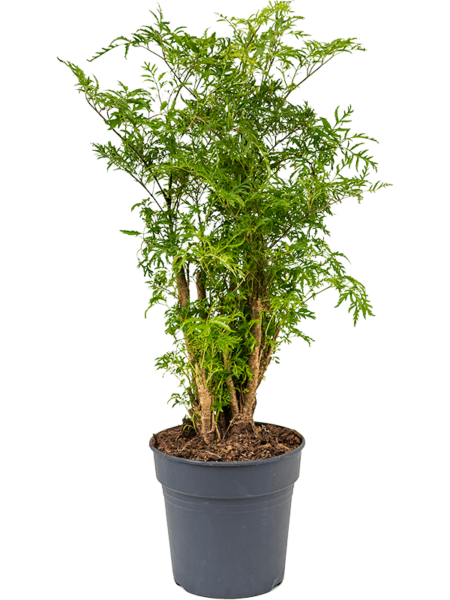 Aralia (Polyscias) 'Ming'