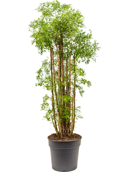 Aralia (Polyscias) 'Ming'