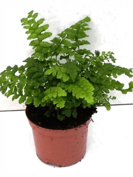Polystichum Polylepharum 20 / Bandeja