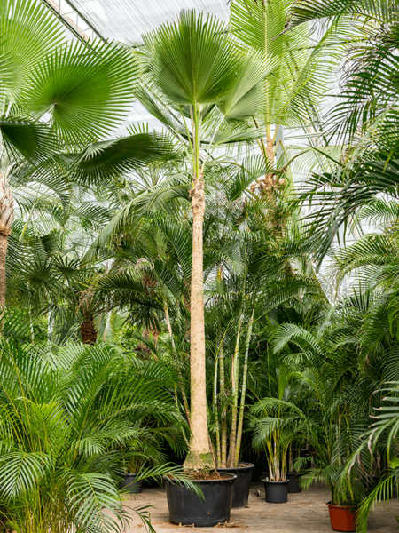 Pritchardia Pacifica