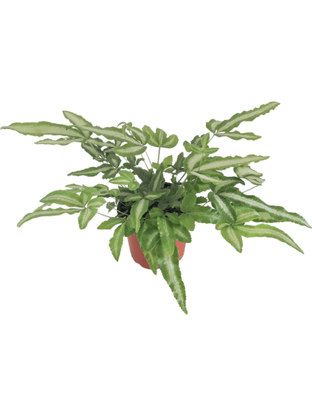 Pteris Cretica Albolineata 12 / Bandeja