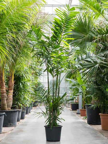 Ptychosperma macarthurii