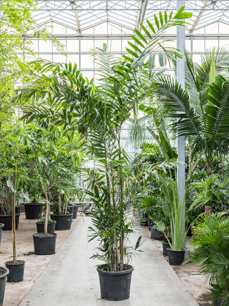 Ptychosperma macarthurii