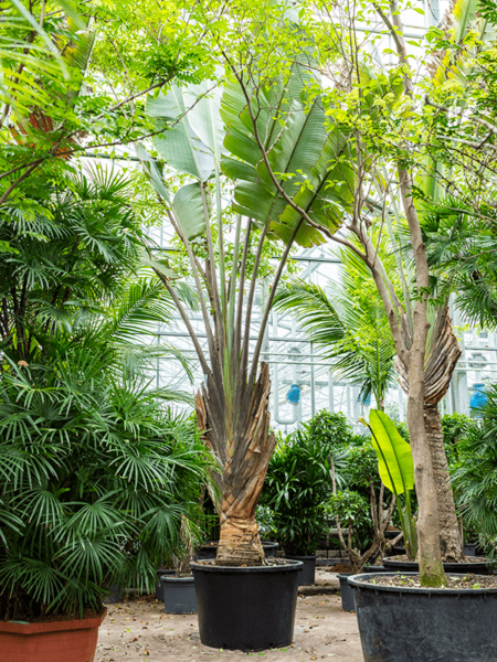 Ravenala Madagascariensis