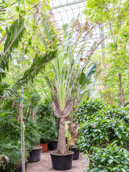 Ravenala Madagascariensis