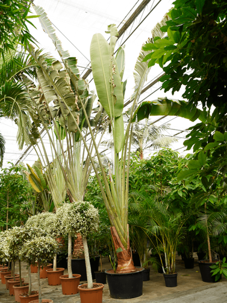 Ravenala Madagascariensis