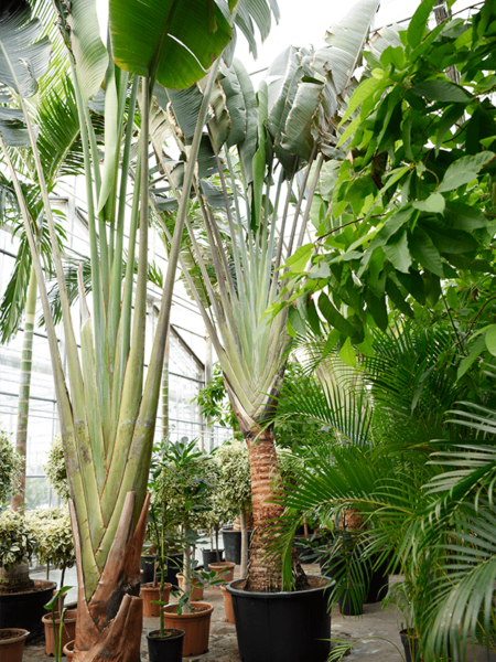 Ravenala Madagascariensis