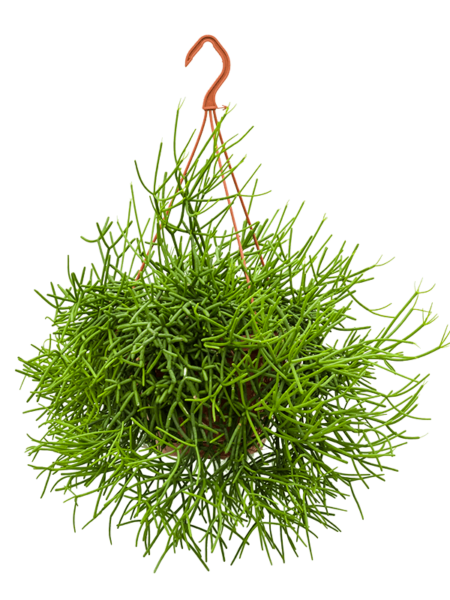 Heterocladed rhipsalis