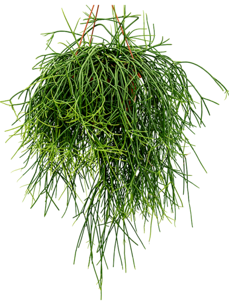Feria de Rhipsalis