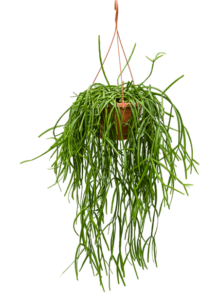 Trigone rhipsalis