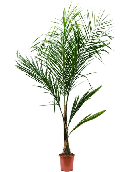 Syagrus romanzoffiana