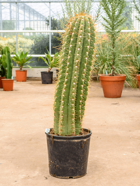 Trichocereus terschechii
