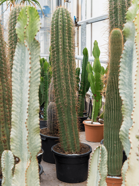 Trichocereus terschechii