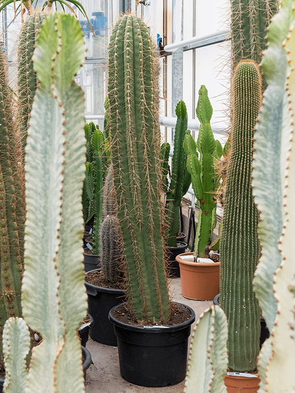 Trichocereus terschechii
